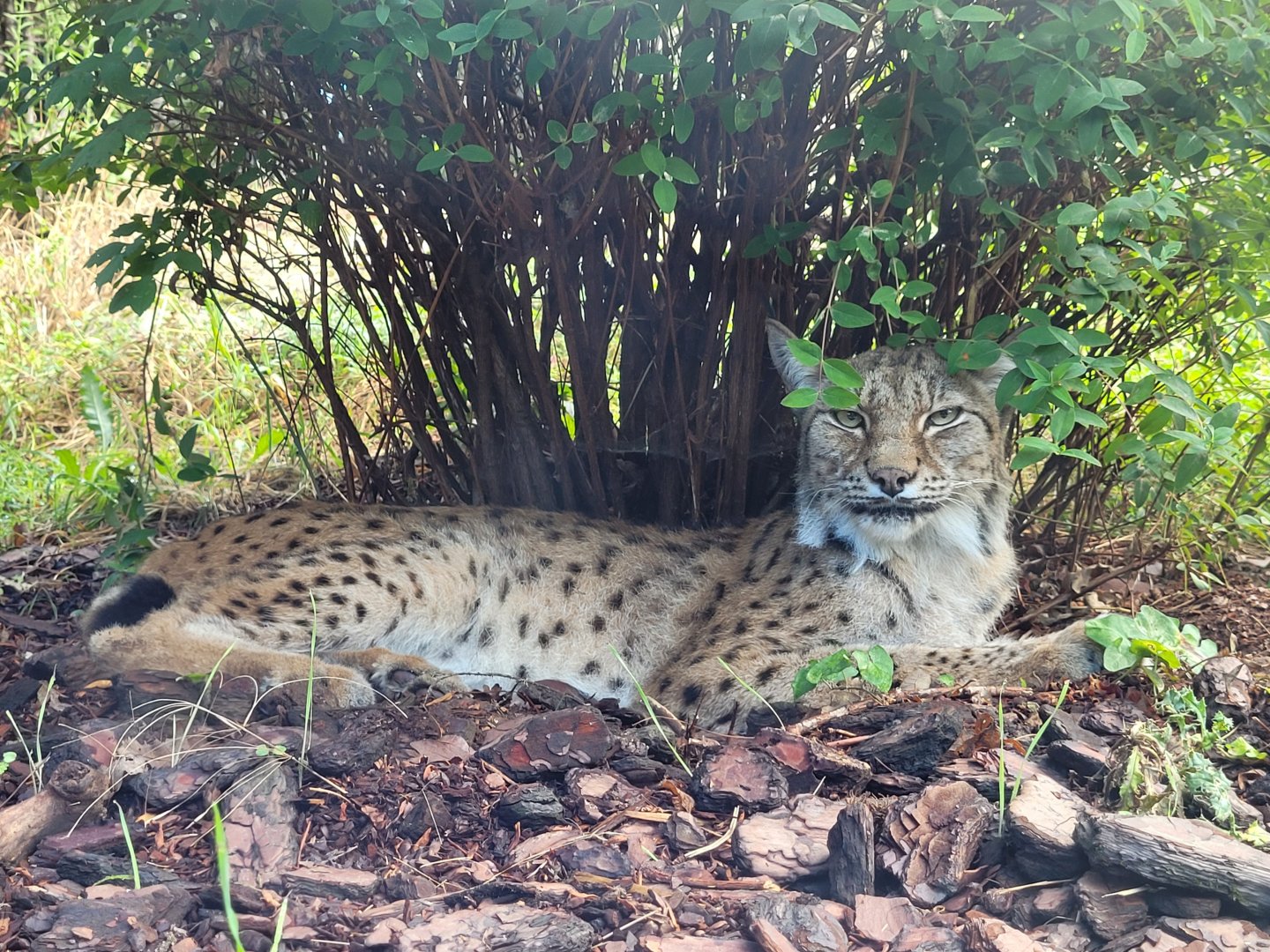 Northern lynx -Parc Zoologique de Paris (2022)