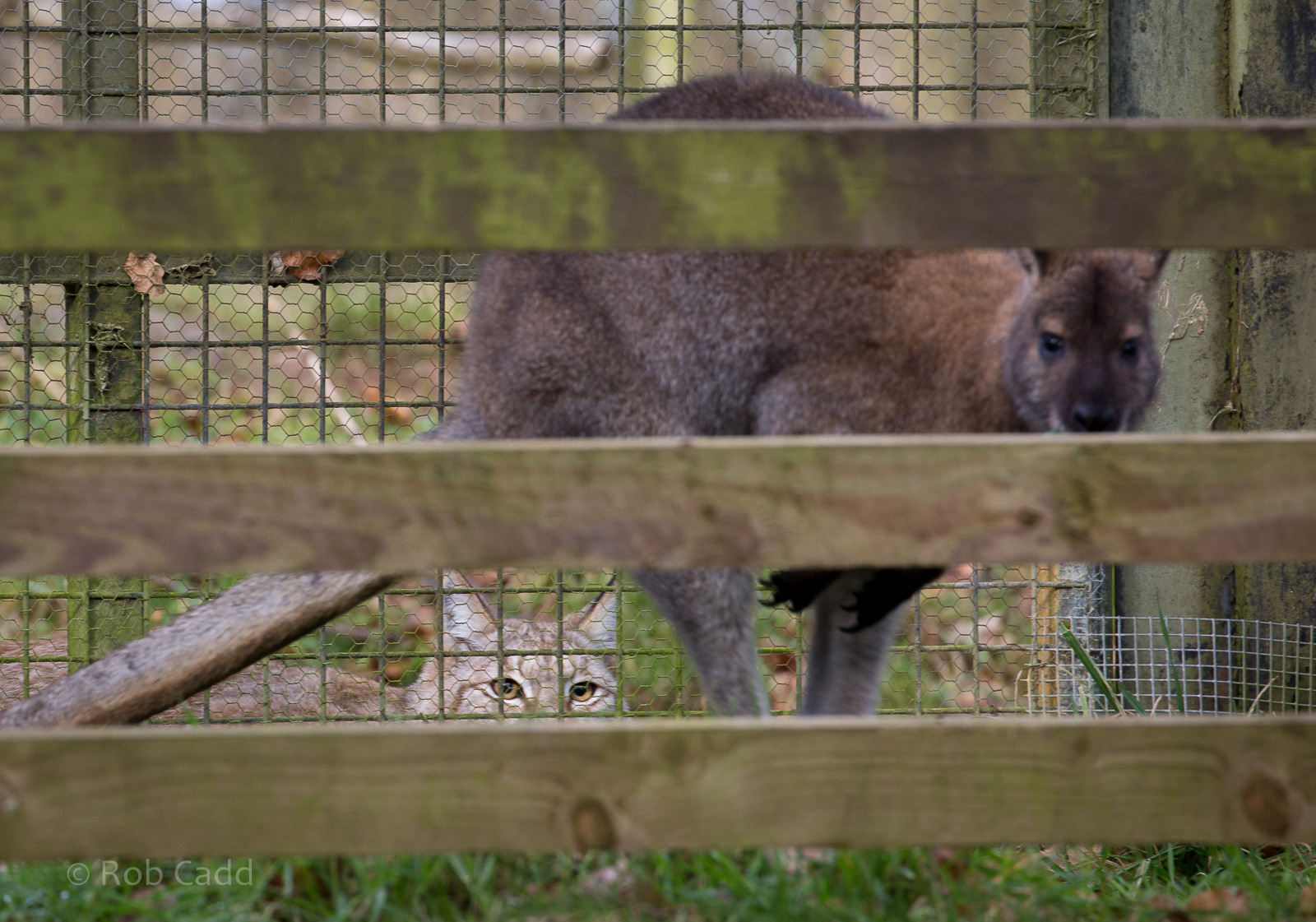 Northern lynx; red-necked wallaby : Whipsnade : 28 Jan 2017