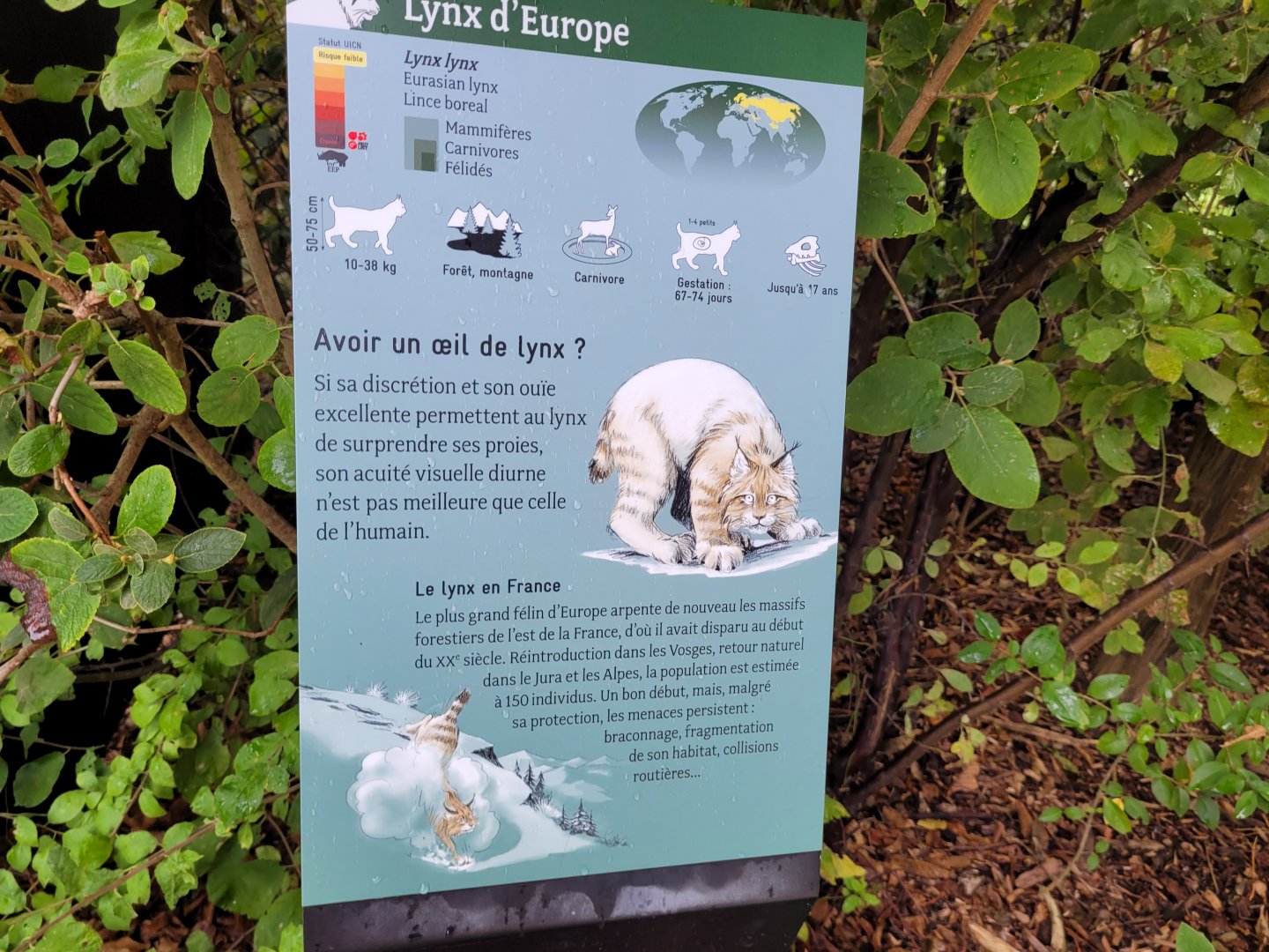 Northern lynx sign -Parc Zoologique de Paris (2022)