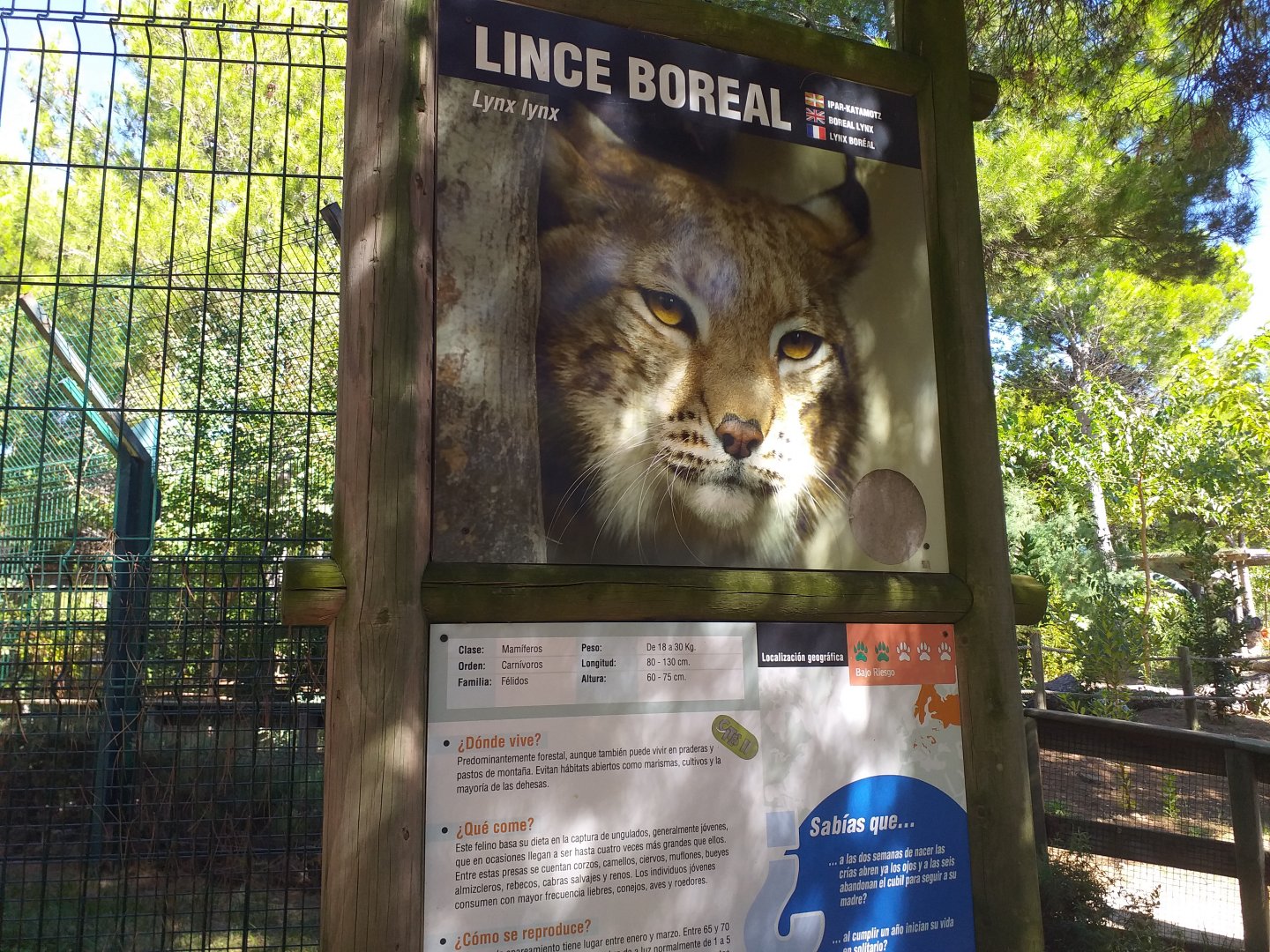 Northern lynx sign -Sendaviva (2020)