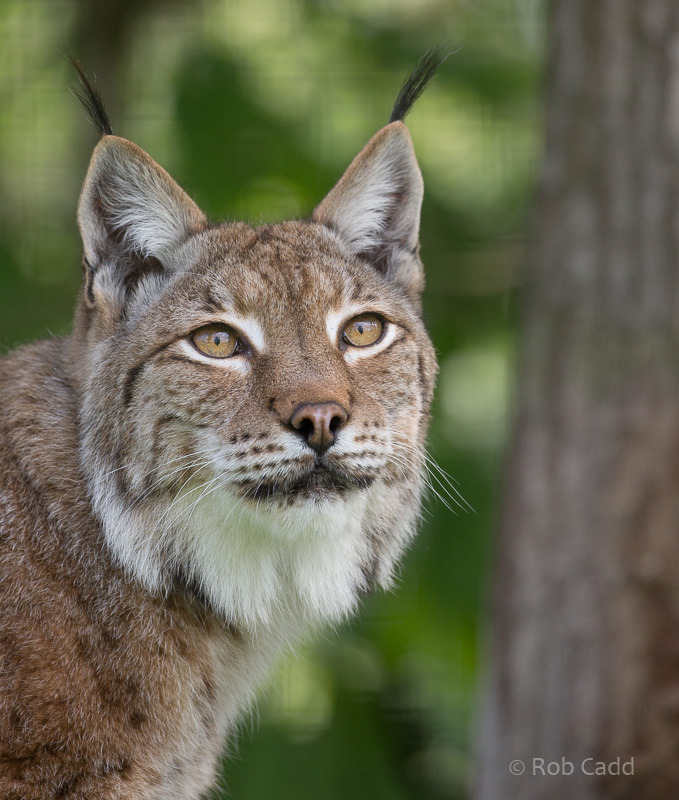 Northern lynx : WHF Big Cat Sanctuary : 04 May 2017