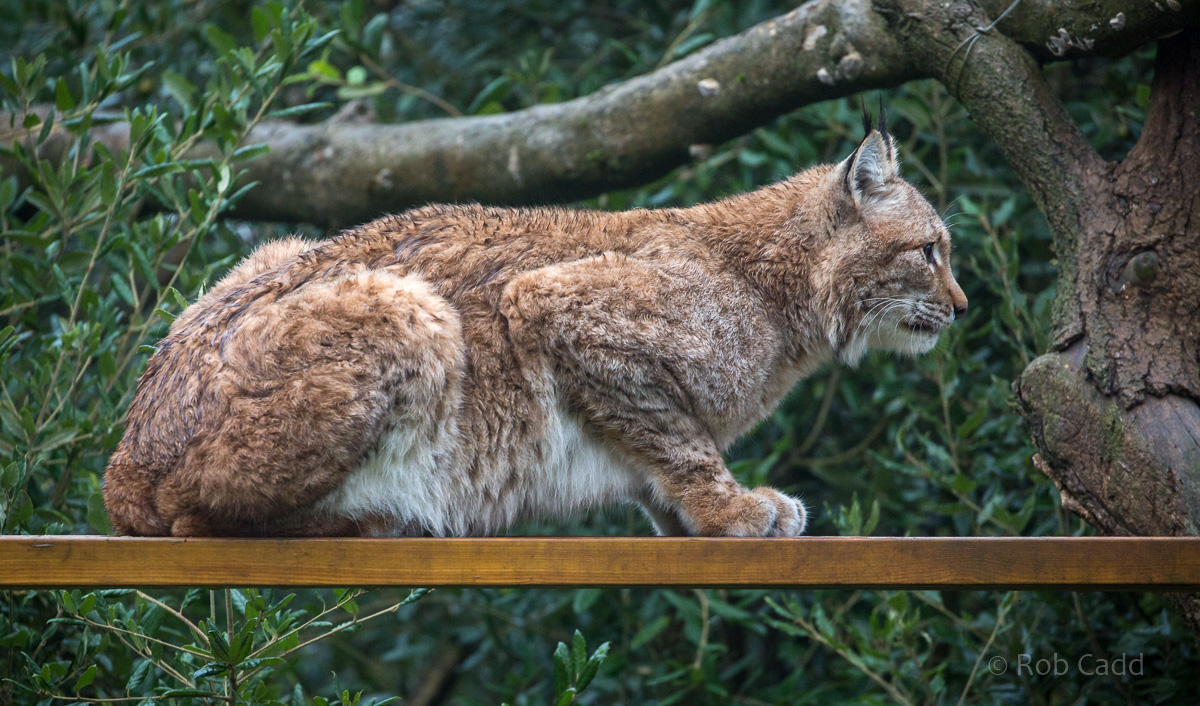 Northern lynx : Whipsnade : 04 Nov 2016