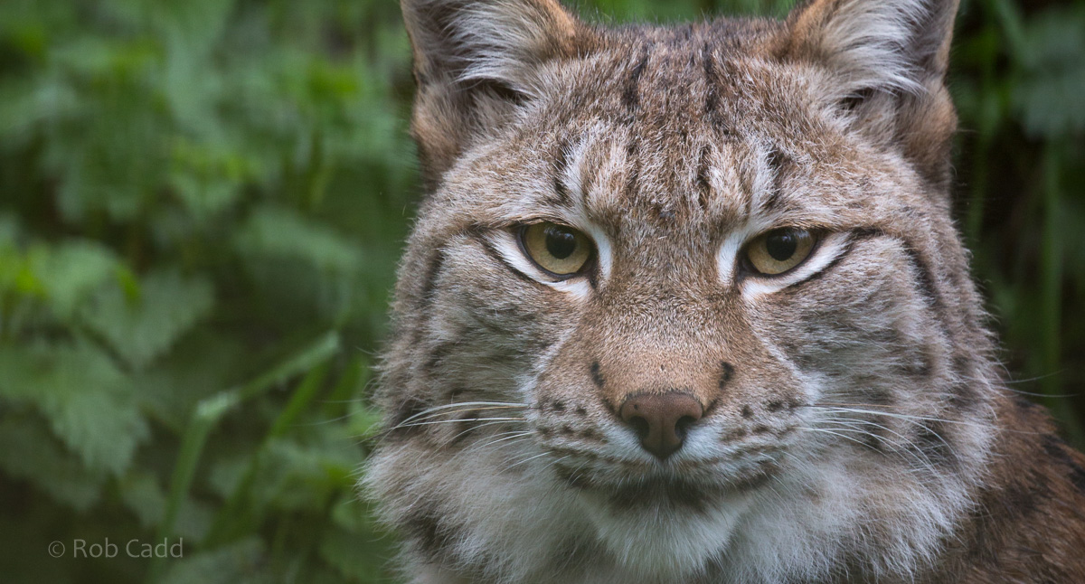 Northern lynx : Whipsnade : 04 Nov 2016