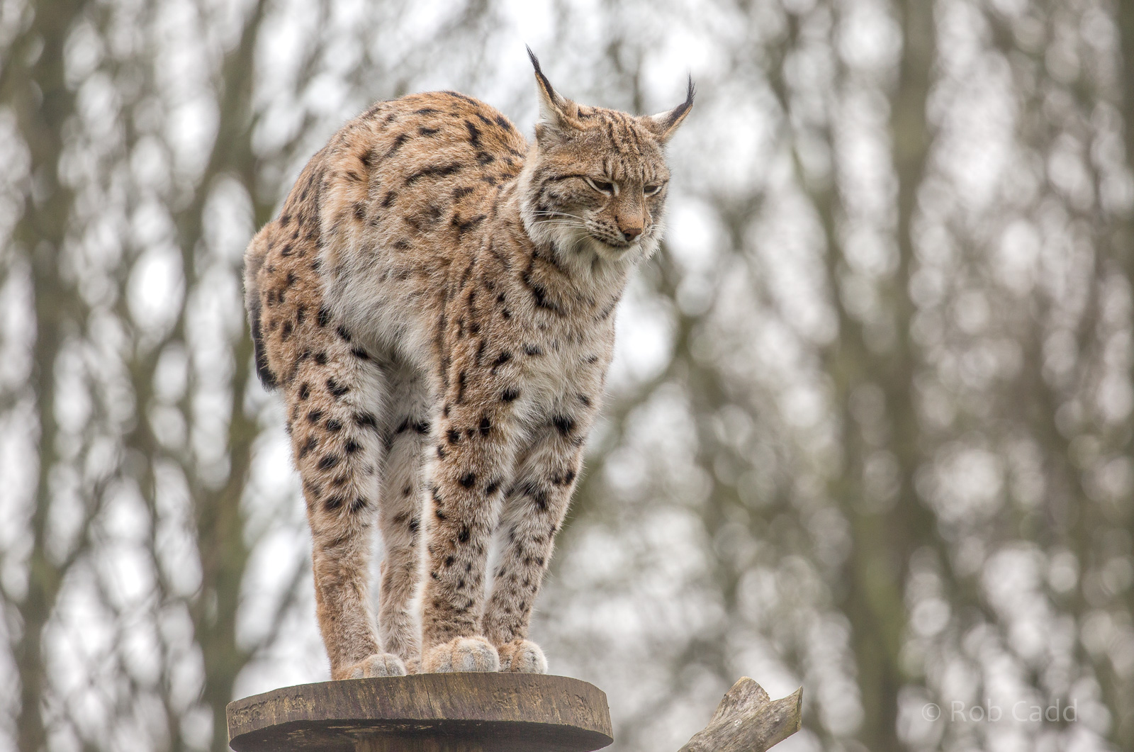 Northern lynx : Whipsnade : 10 Mar 2018
