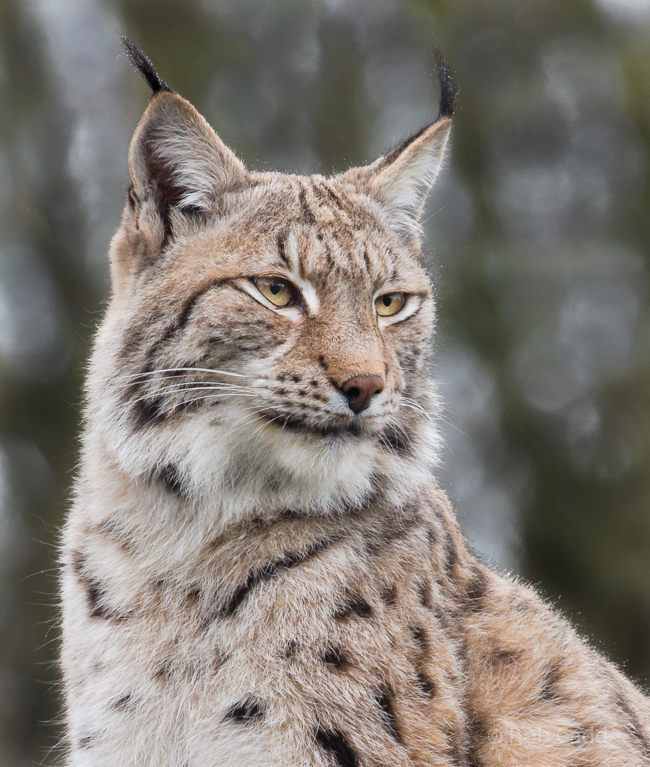 Northern lynx : Whipsnade : 10 Mar 2018