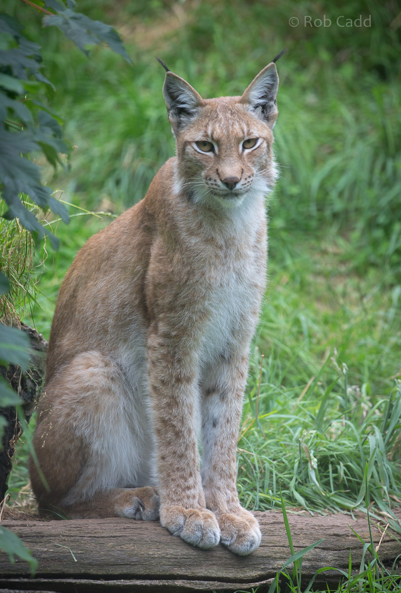 Northern lynx : Whipsnade : 11 Jul 2016