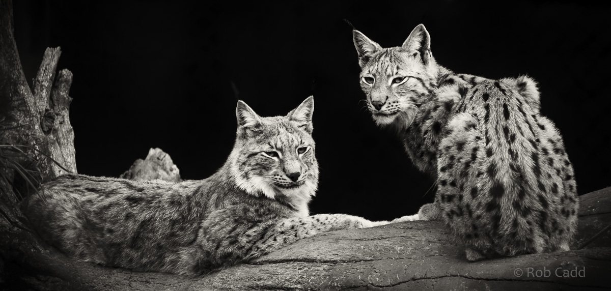 Northern lynx : Whipsnade : 15 May 2016