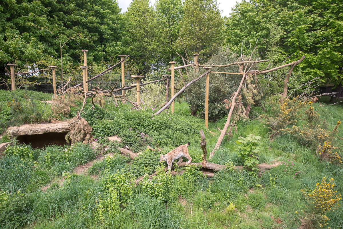 Northern lynx : Whipsnade : 15 May 2016