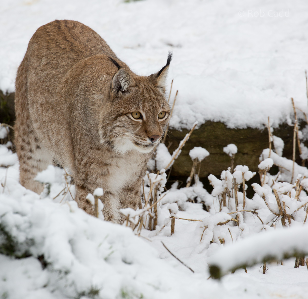 Northern lynx : Whipsnade : 17 Jan 2016