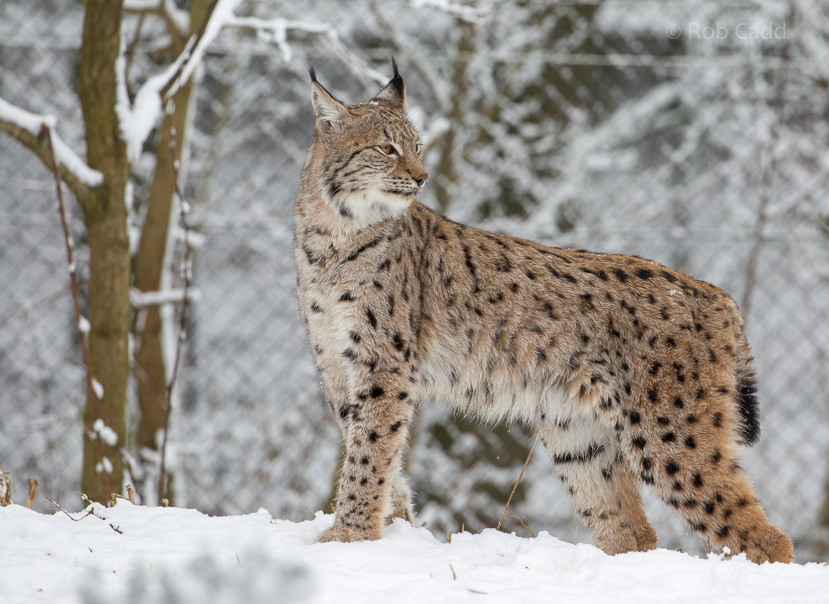 Northern lynx : Whipsnade : 17 Jan 2016