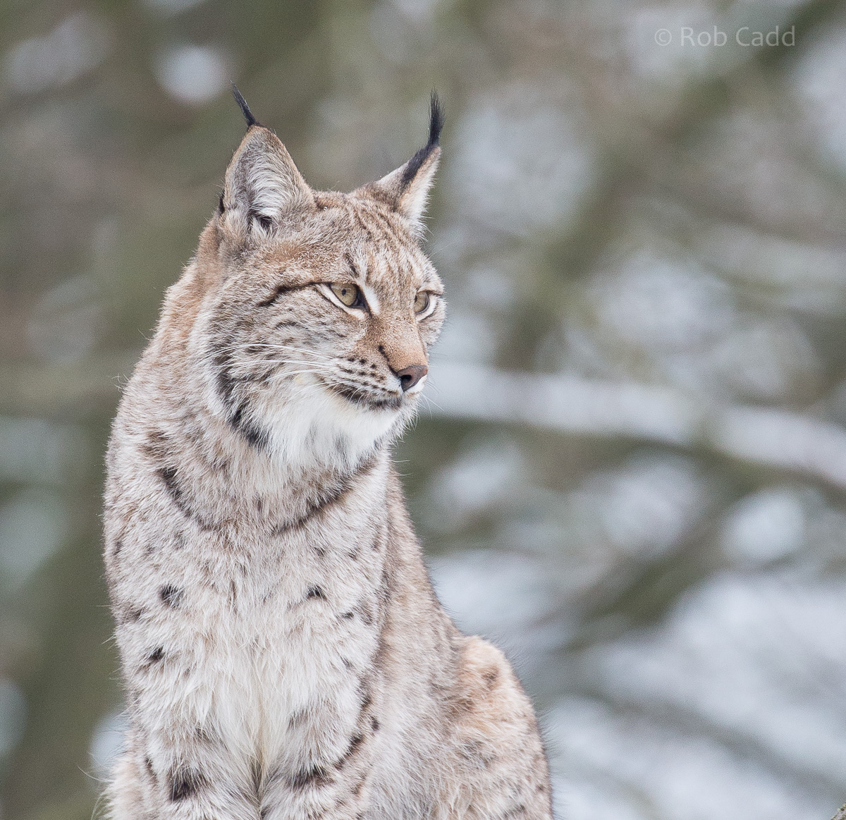 Northern lynx : Whipsnade : 17 Jan 2016