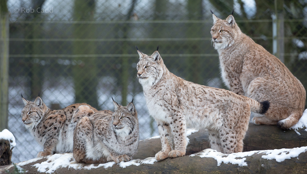 Northern lynx : Whipsnade : 17 Jan 2016