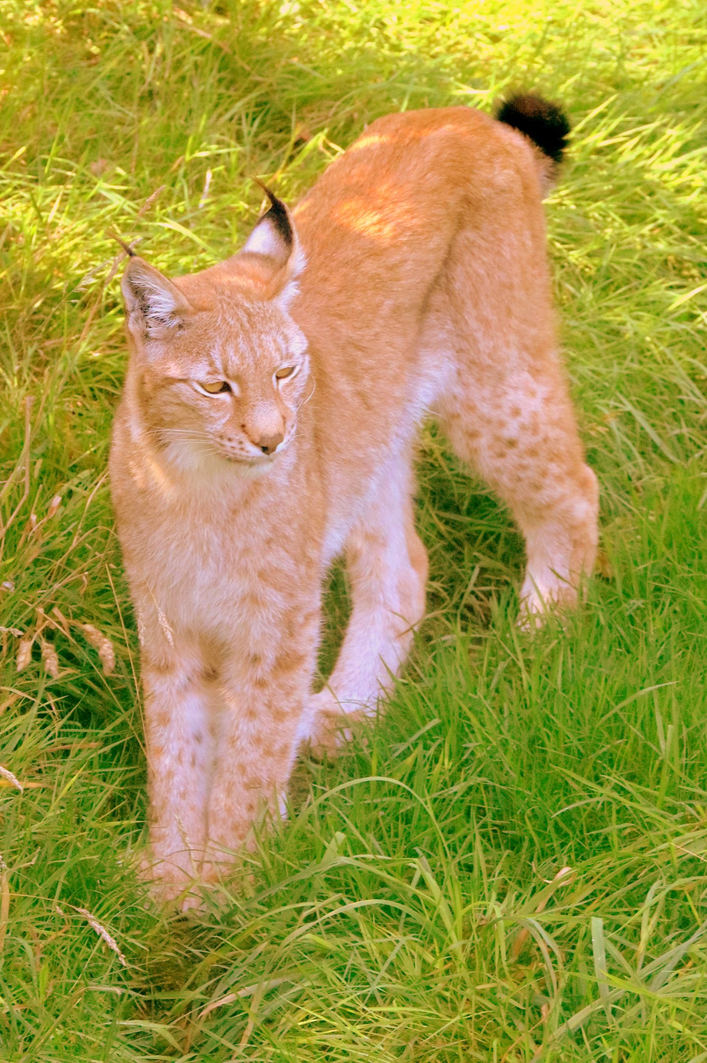 Northern lynx; Whipsnade; 19th September 2019