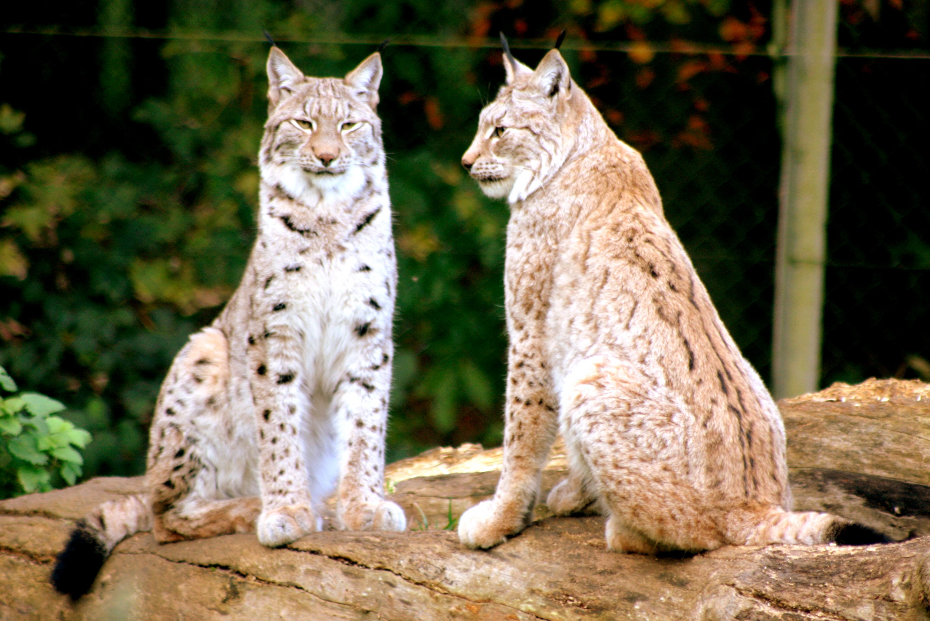 Northern lynx; Whipsnade; 3rd November 2017