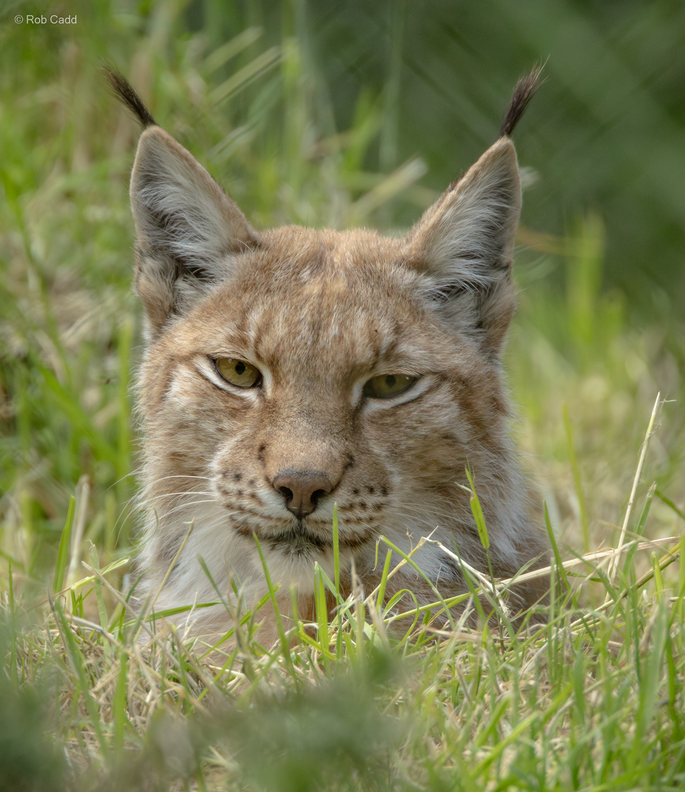Northern lynx : Whipsnade Zoo : 16 Jun 2024