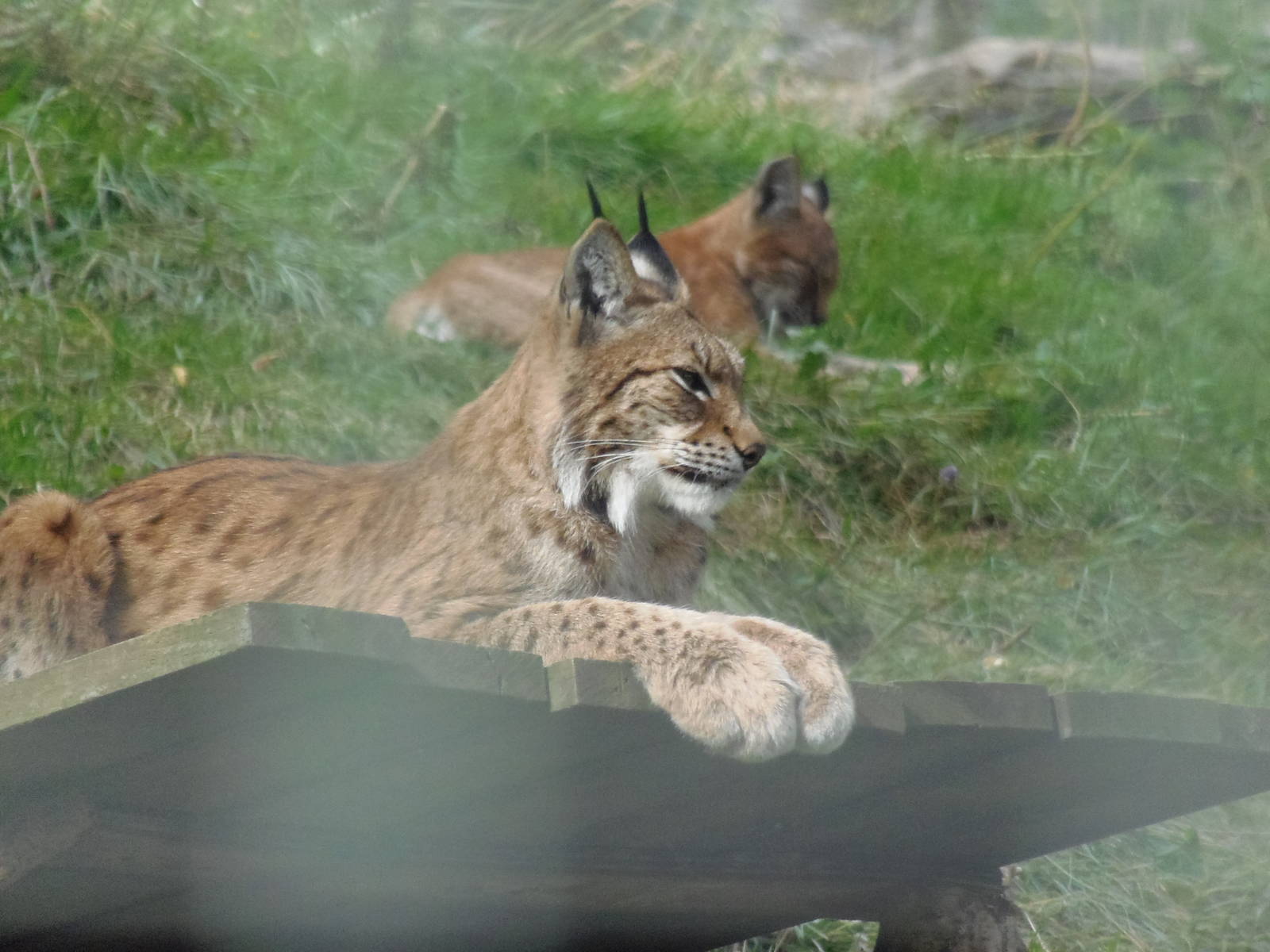Northern lynx, with kitten in background  25/08/13