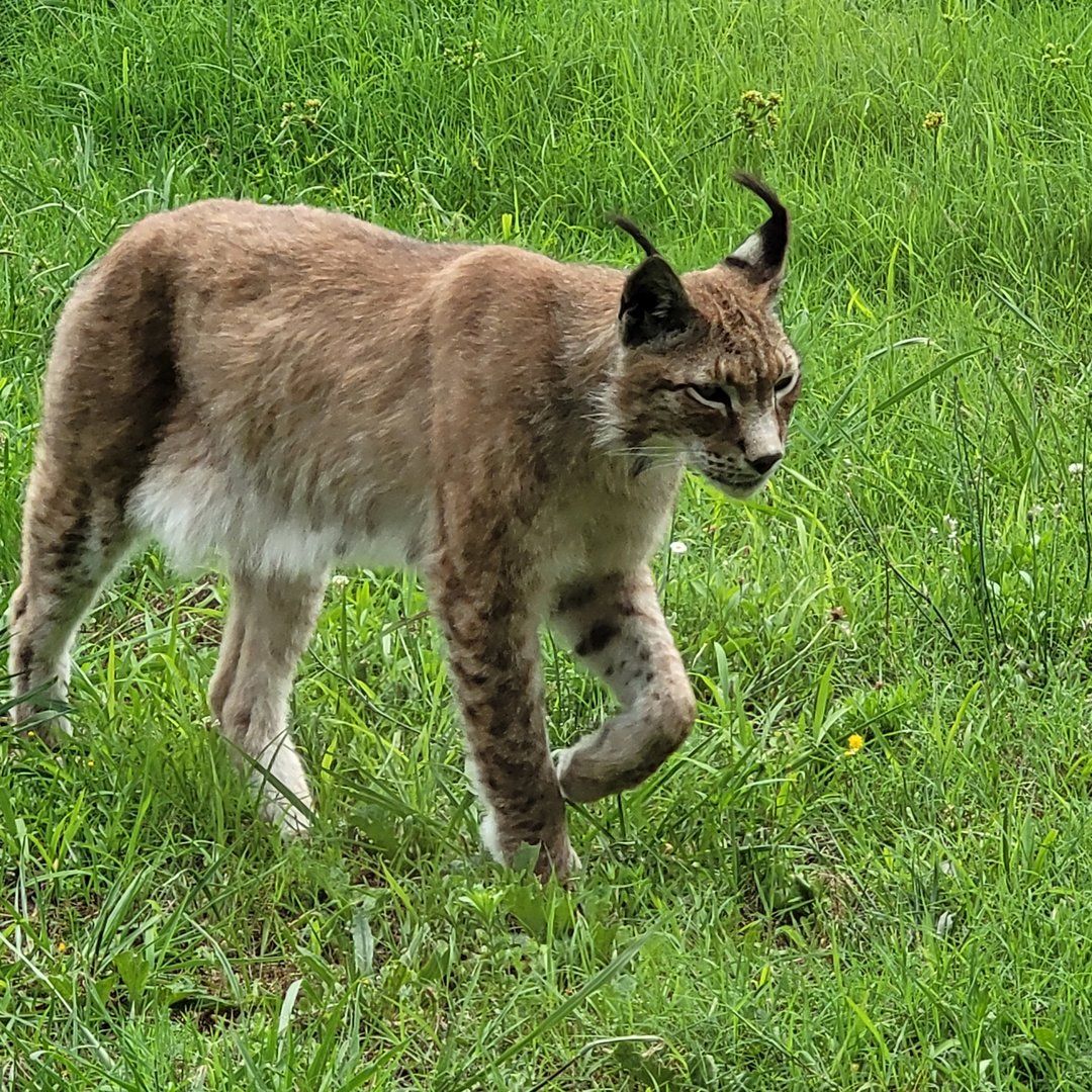 Northern lynx -Zoo de Labenne (2023)