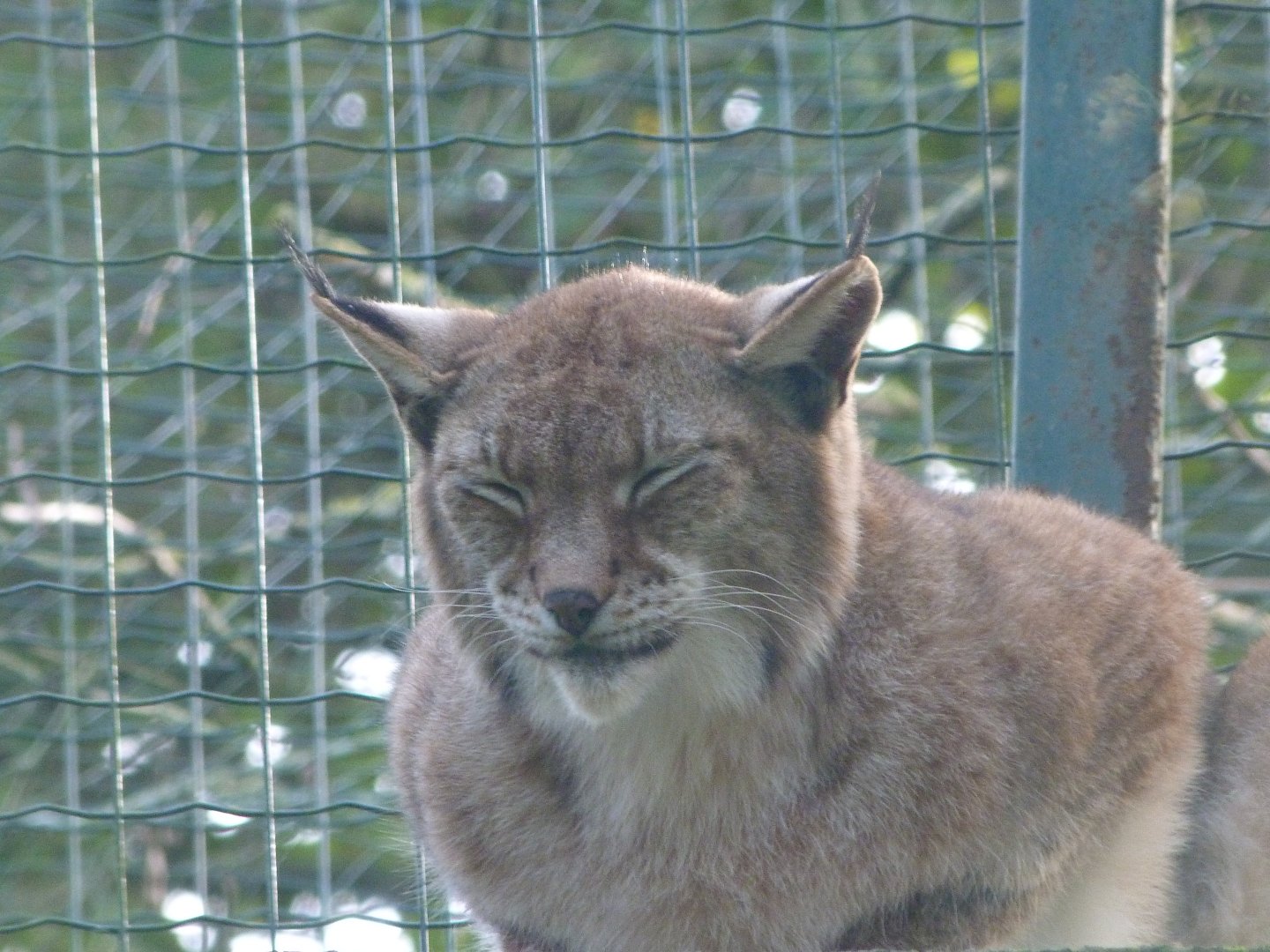 Northern lynx -Zoo de Santillana del Mar (2024)