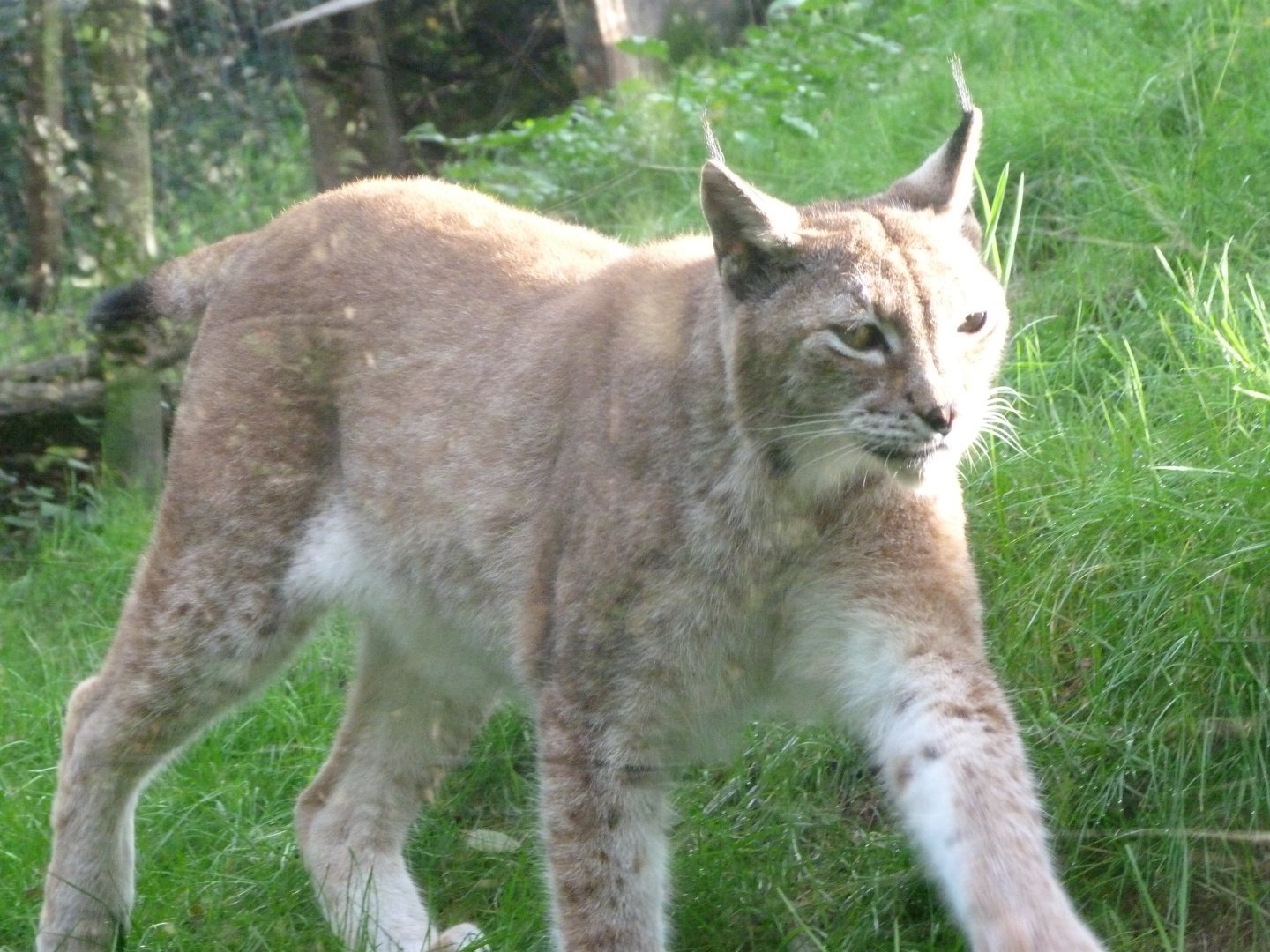 Northern lynx -Zoo de Santillana del Mar (2024)