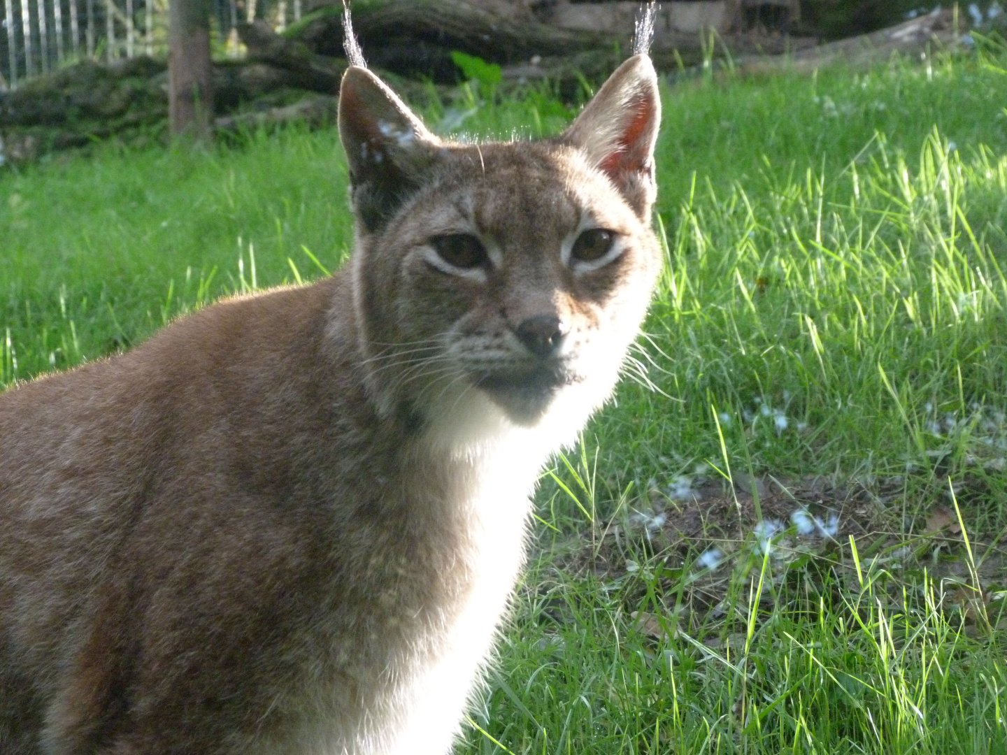 Northern lynx -Zoo de Santillana del Mar (2024)
