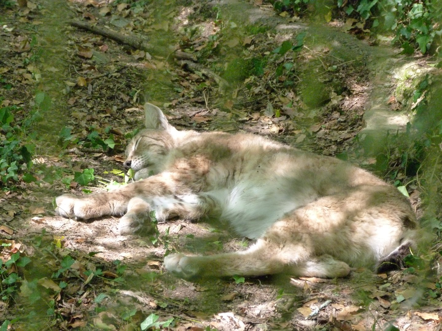 Northern lynx -Zoodyssée (2025)