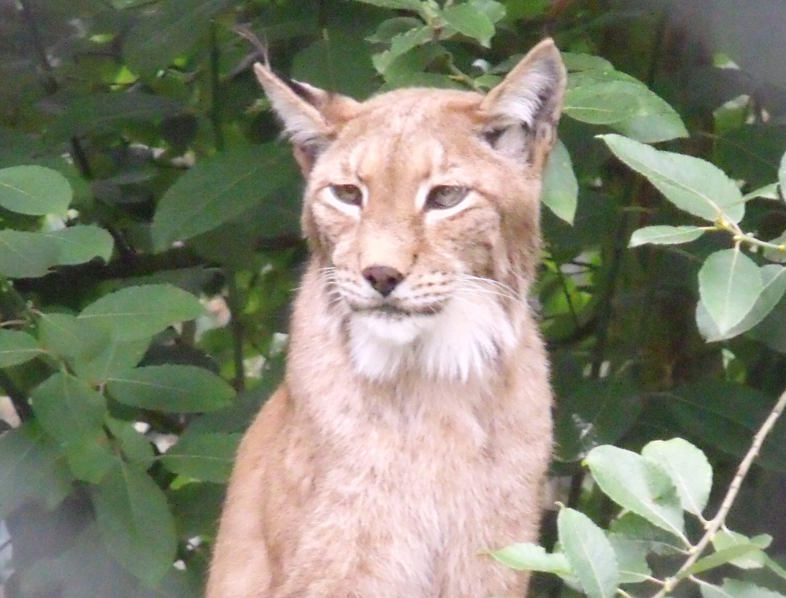Northern Lynx