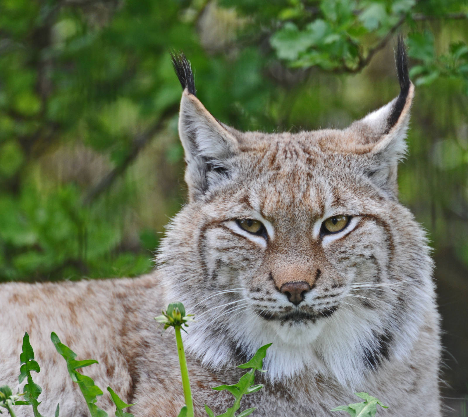 NORTHERN LYNX