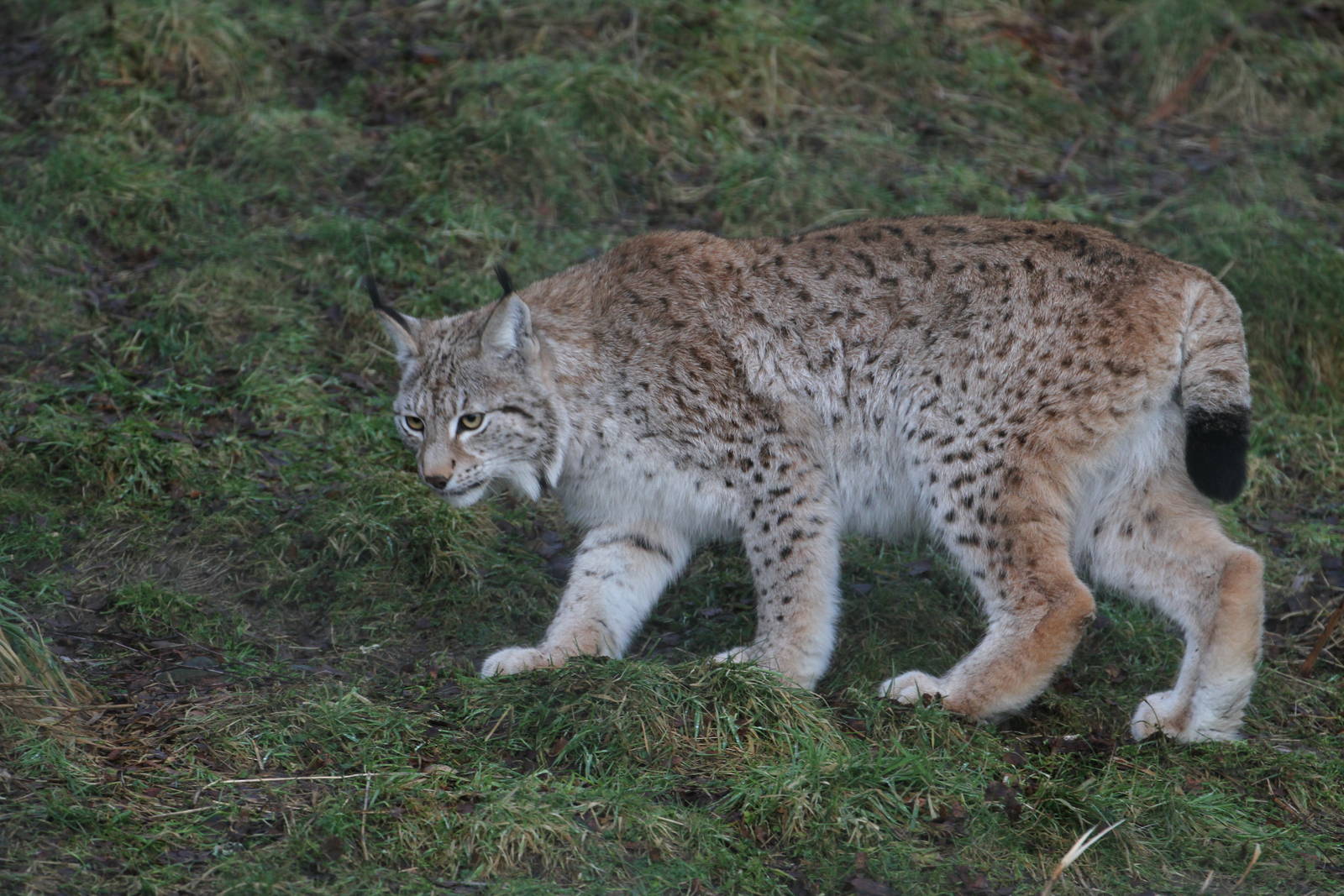 Northern Lynx