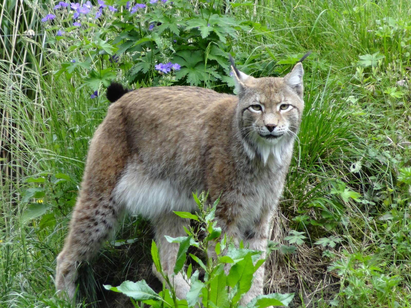 Northern lynx
