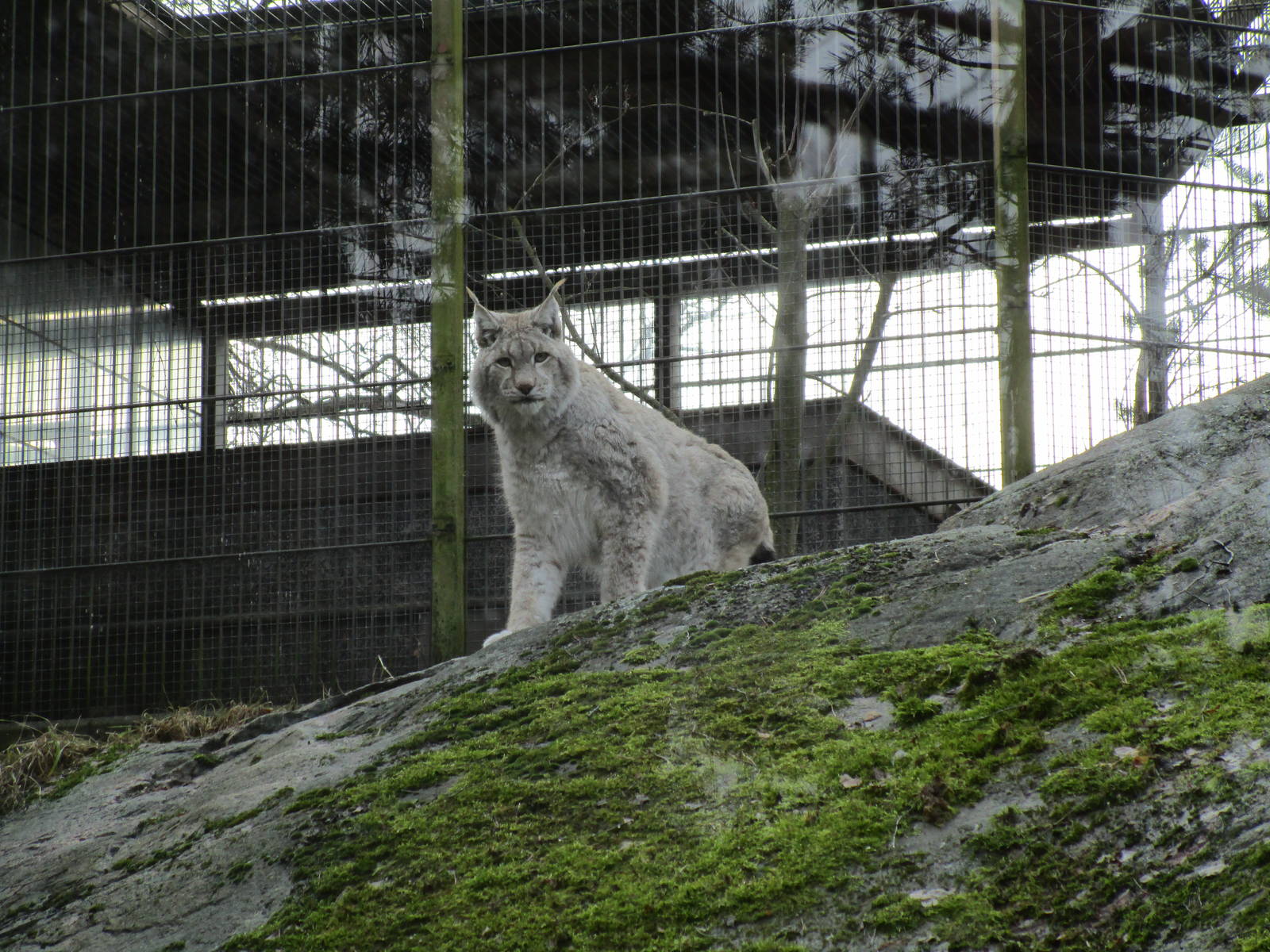 Northern Lynx