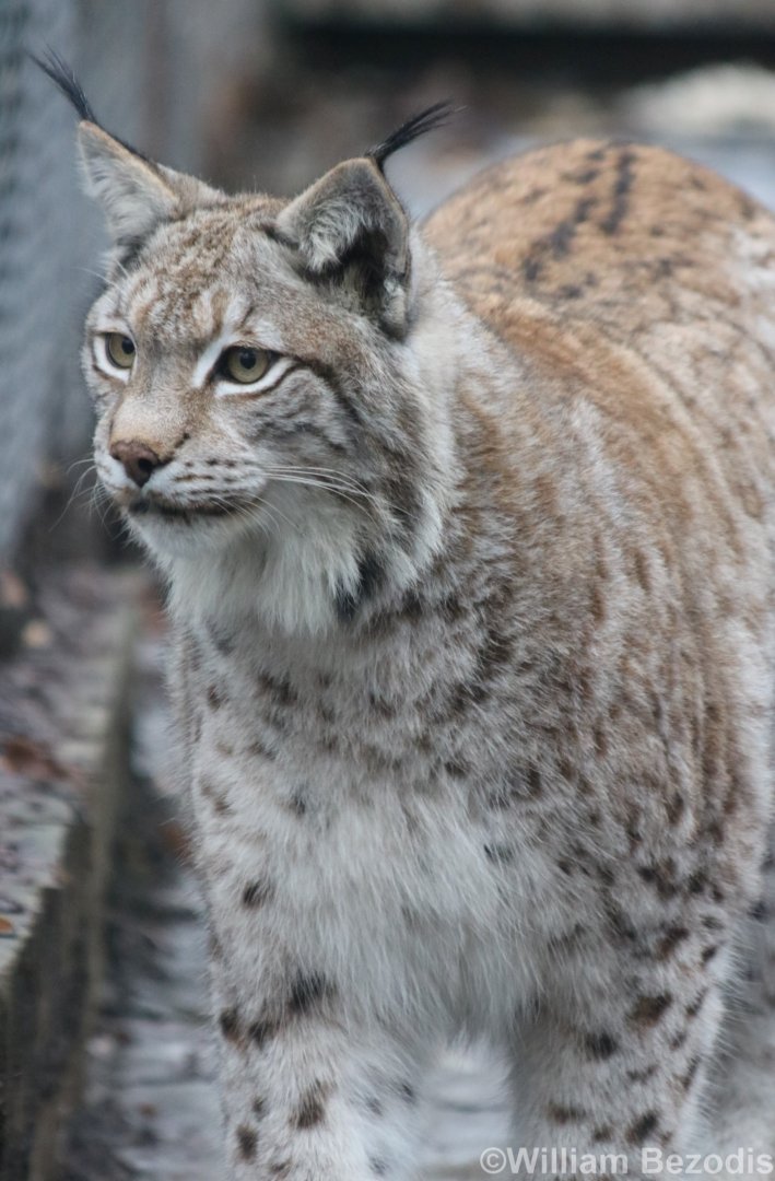 Northern Lynx