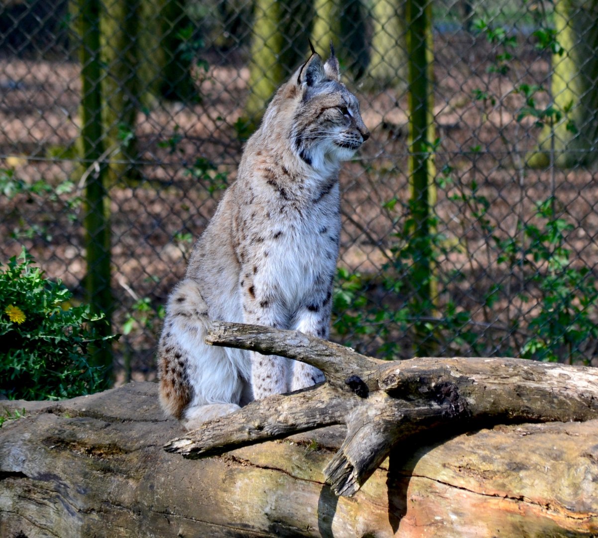Northern Lynx