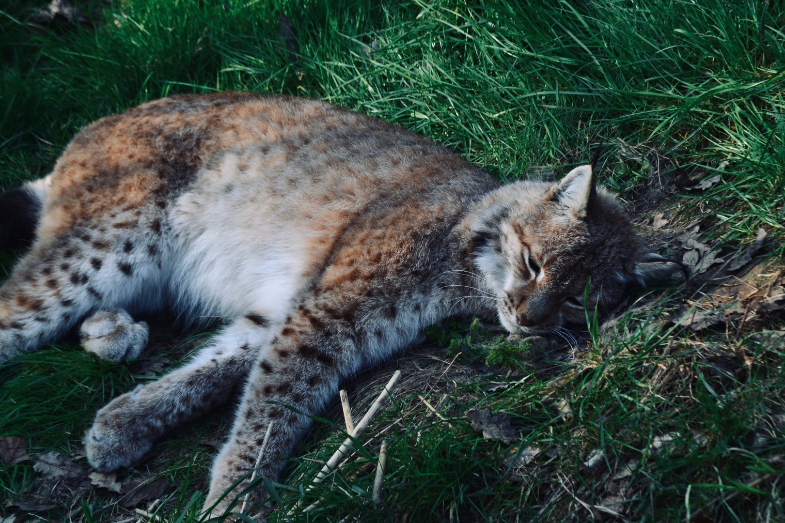 Northern Lynx