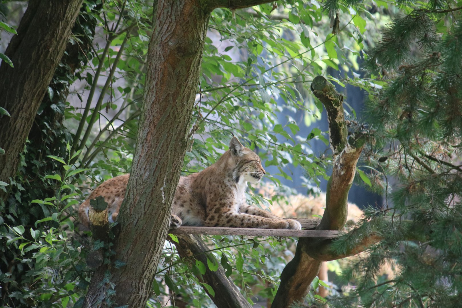 Northern lynx