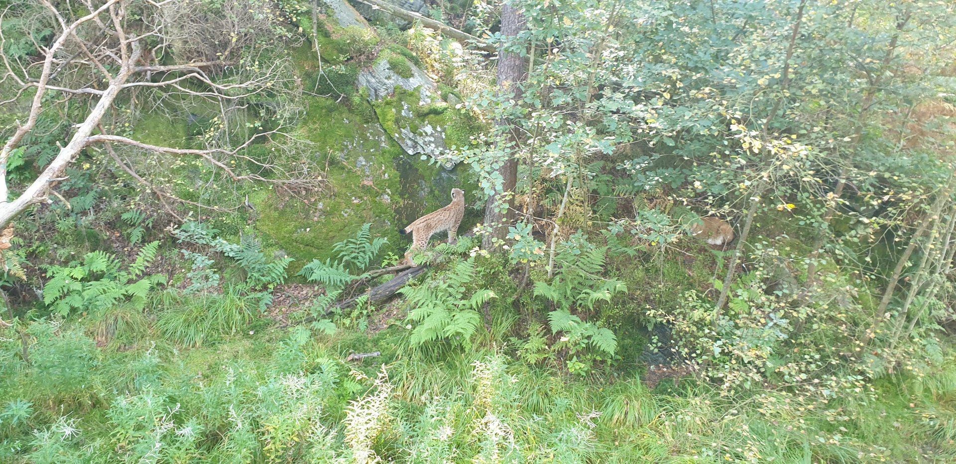Northern Lynx