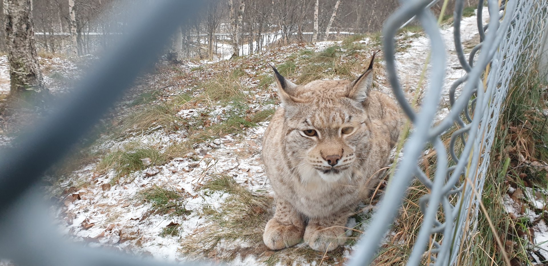 Northern Lynx