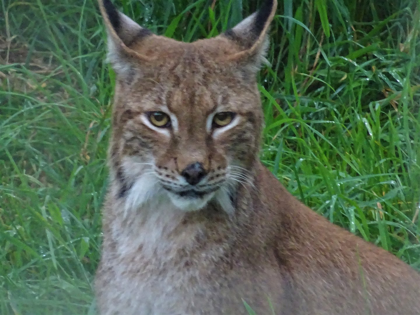 Northern Lynx