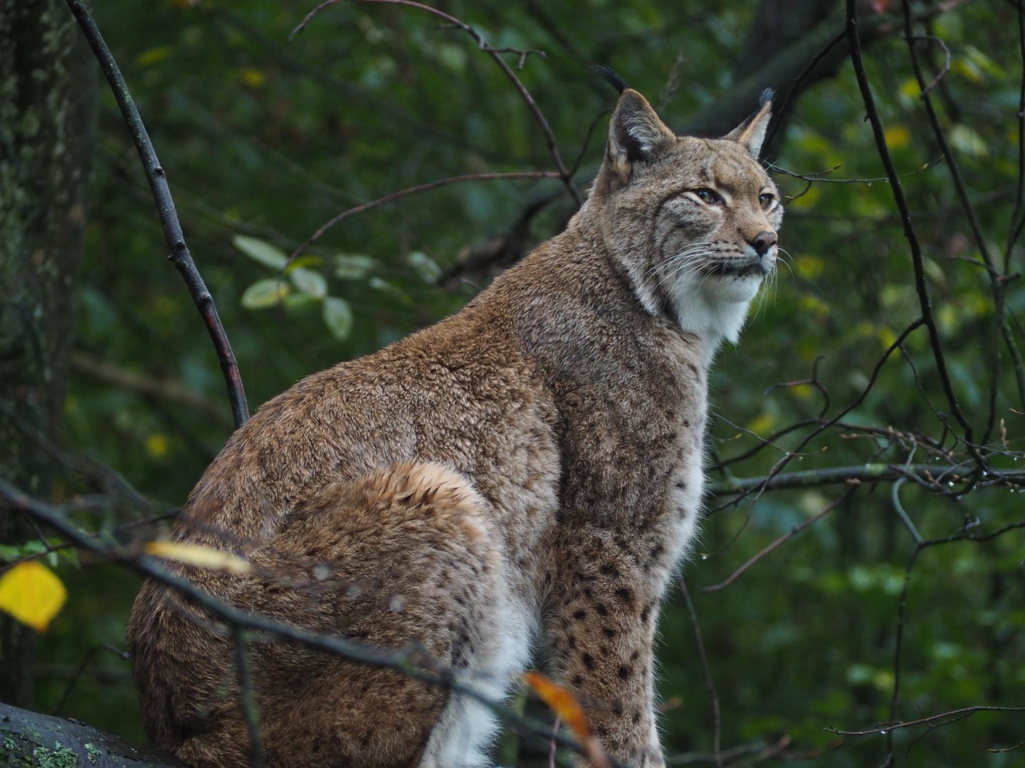 Northern Lynx