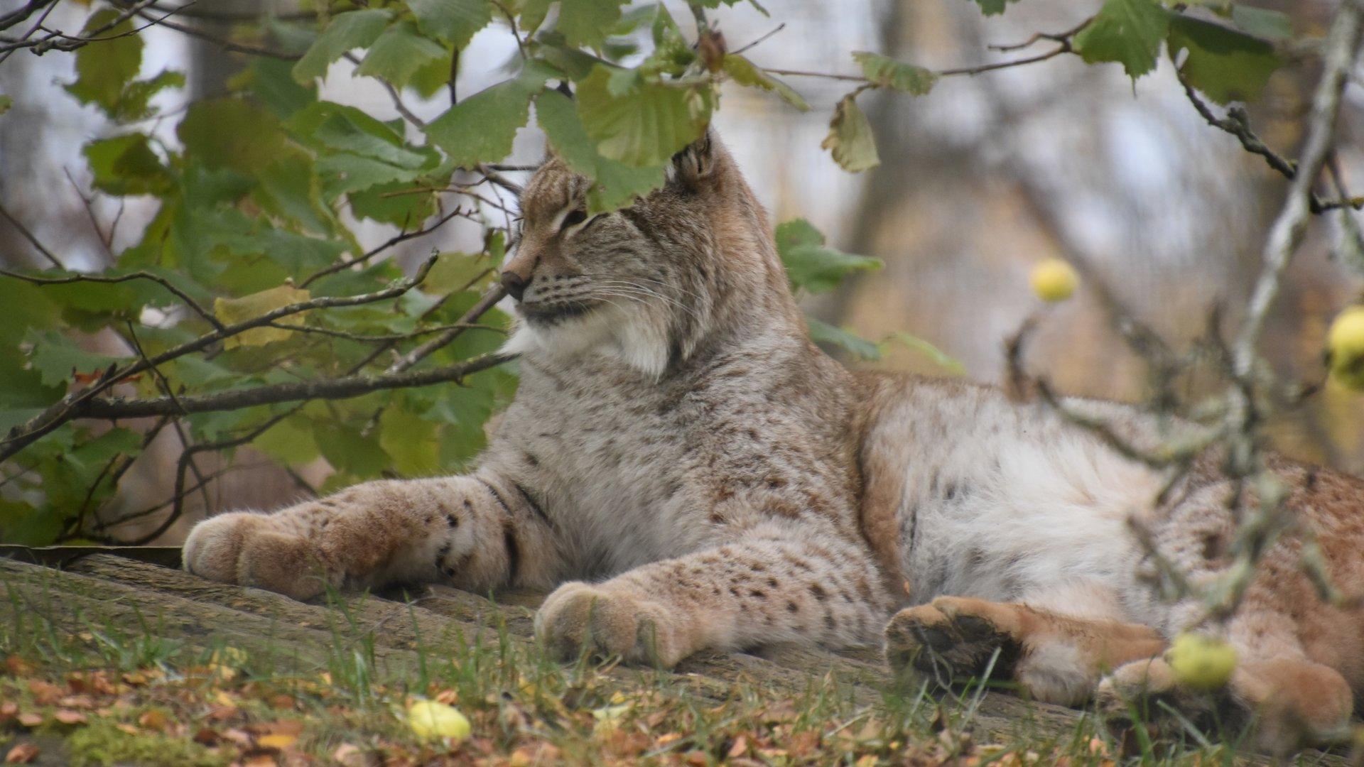 Northern lynx