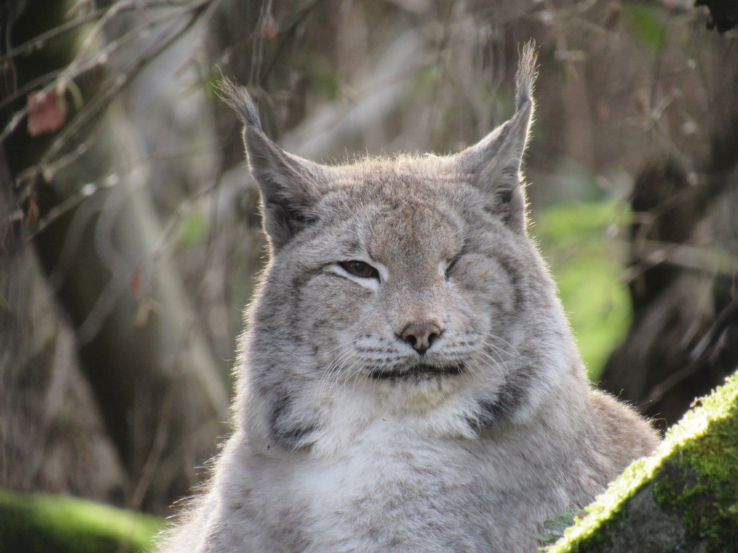Northern Lynx