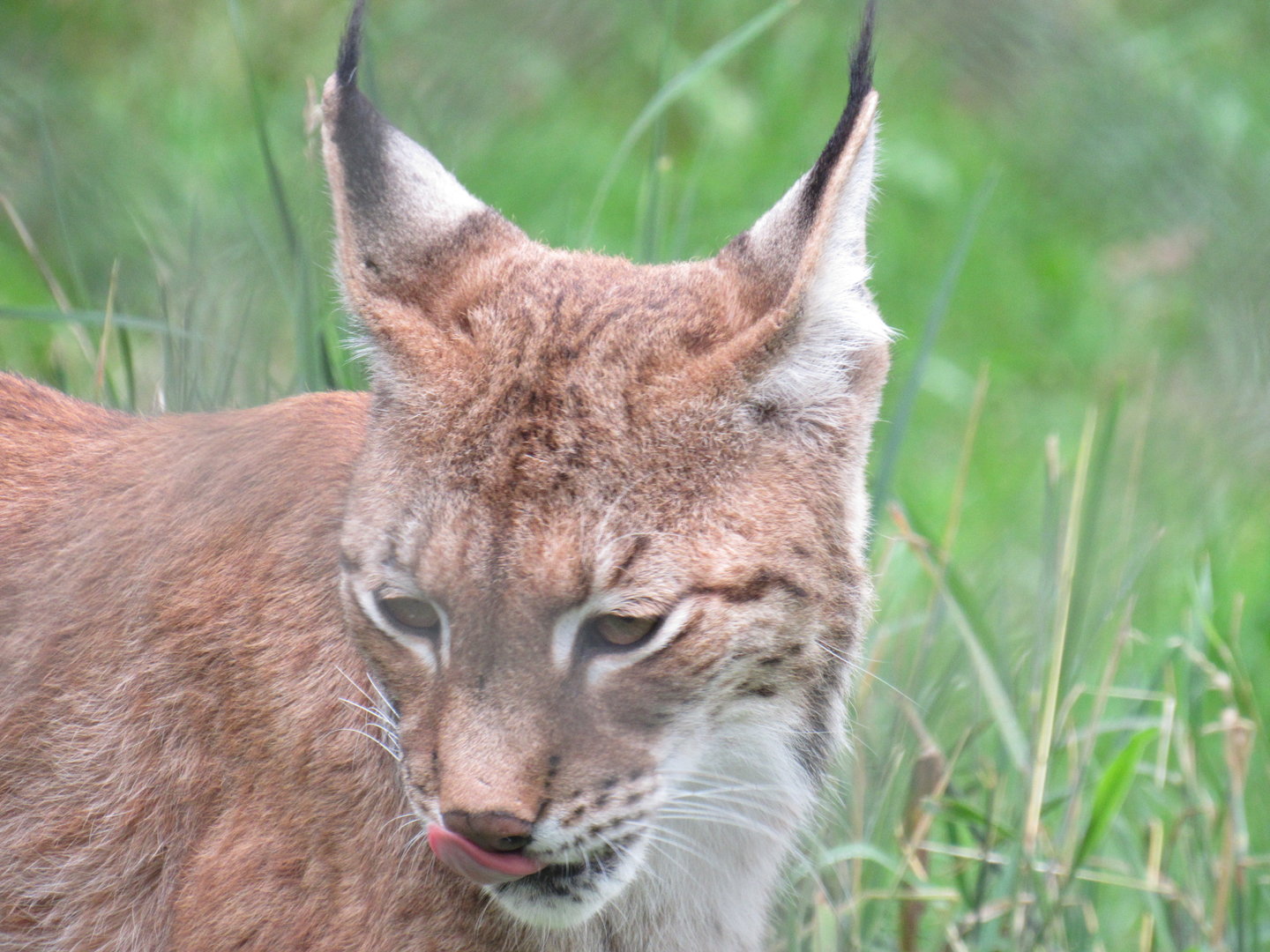 Northern Lynx