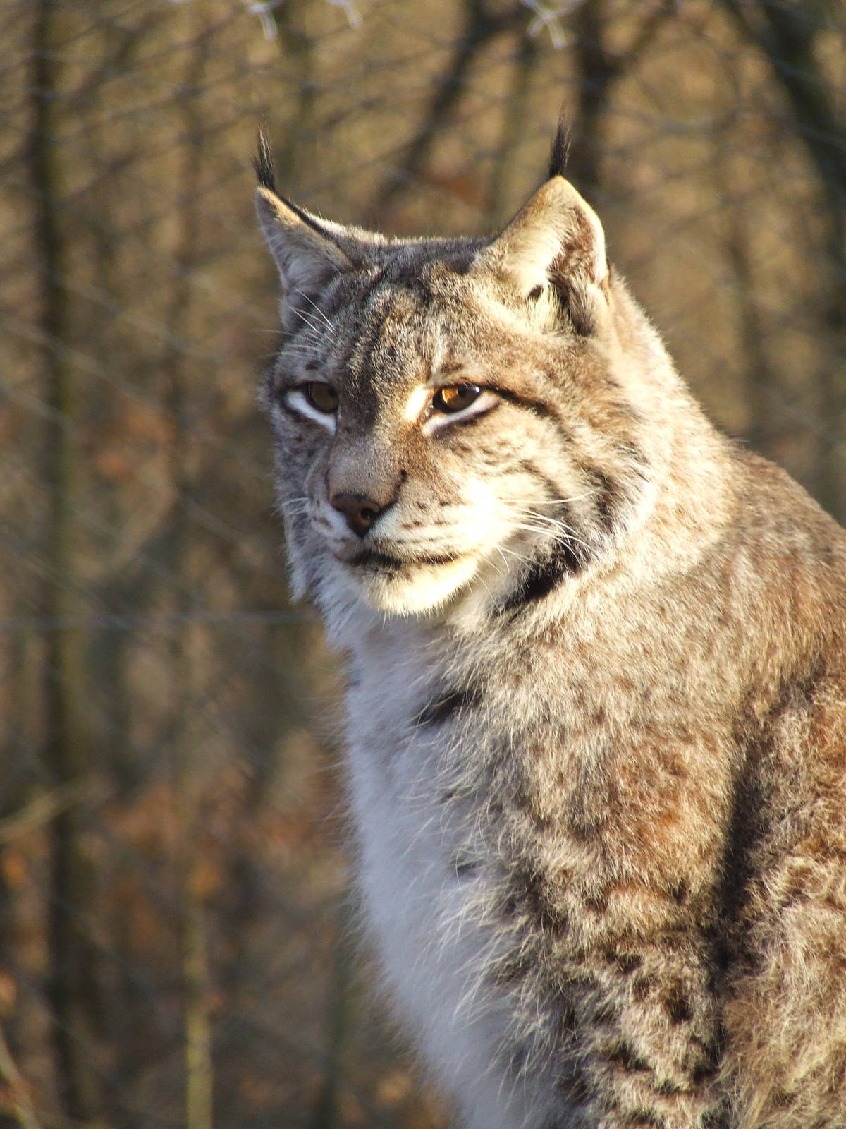 Northern Lynx
