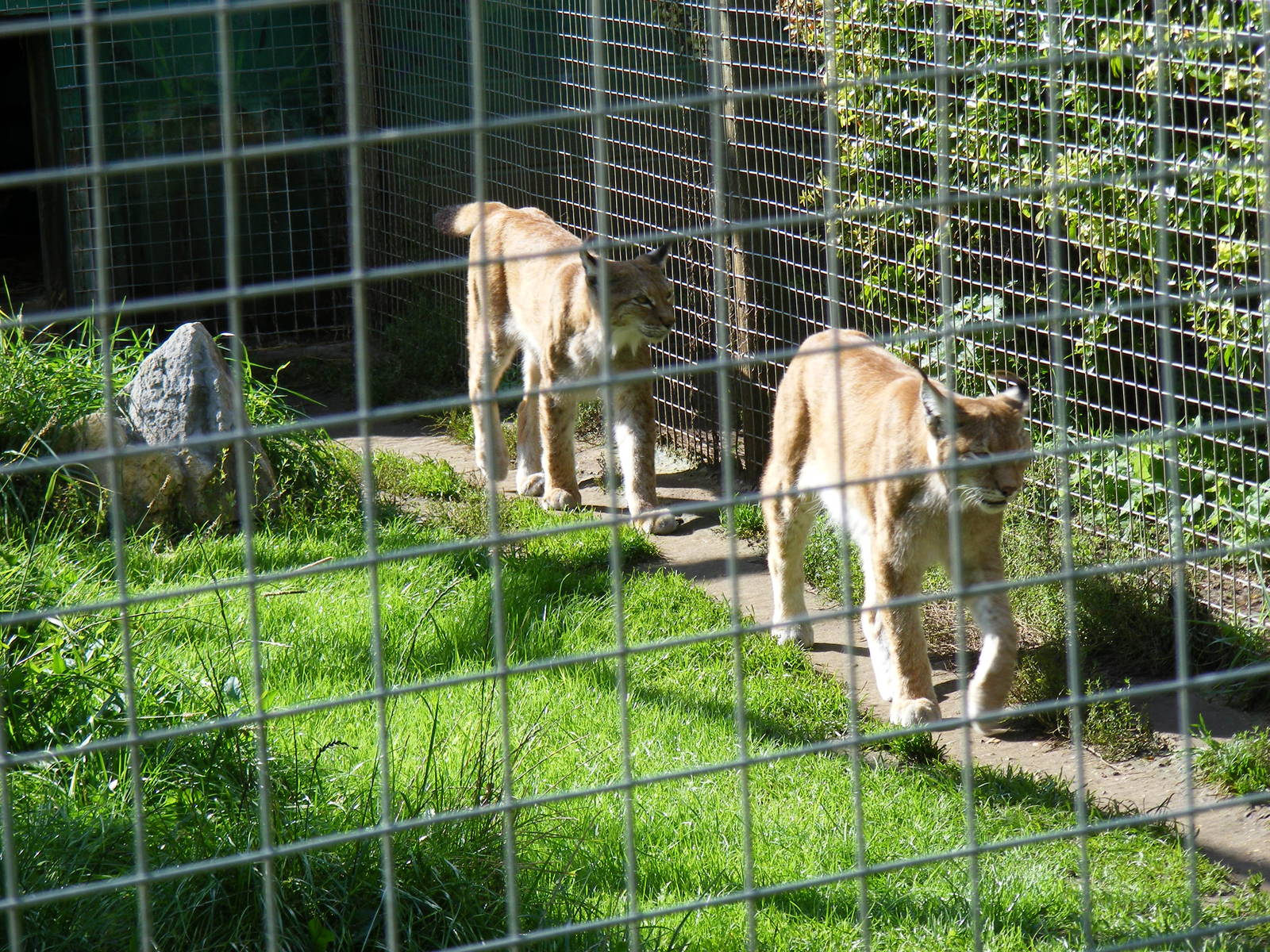 Northern lynxes at Shepreth Wildlife Park, 12 September 2010