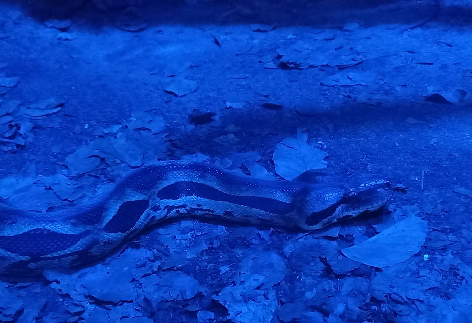 Northern Madagascar boa - Acantophis madagascariensis