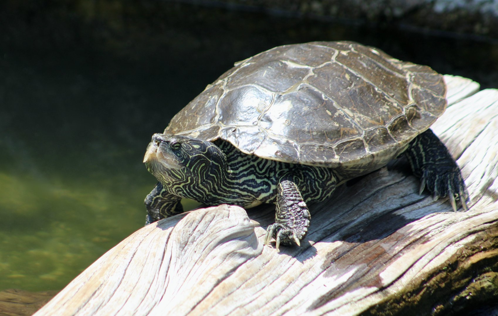 Northern Map Turtle (Graptemys geographica) - Cold Spring Harbor Fish Hatchery & Aquarium