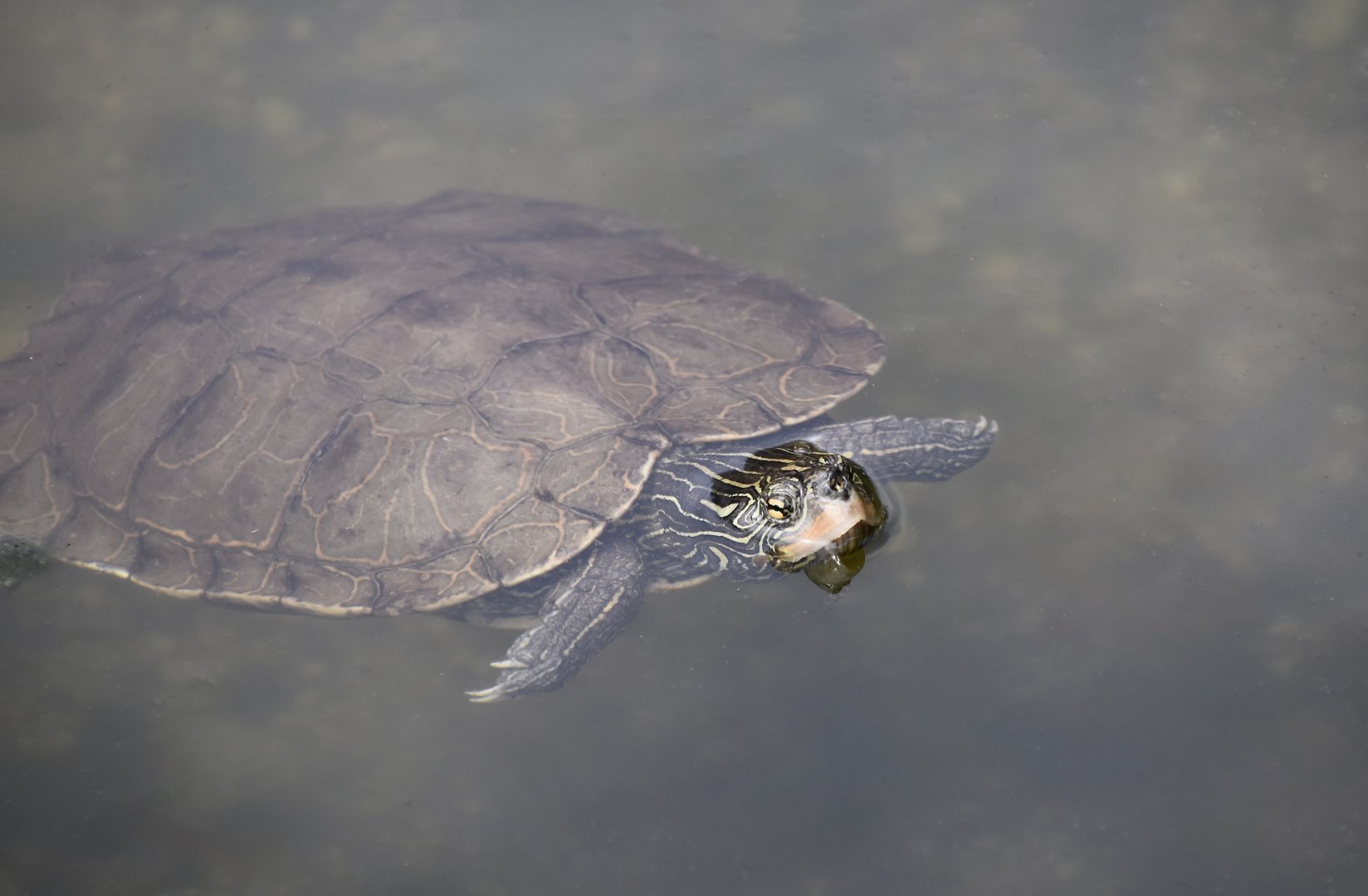 Northern Map Turtle (Graptemys geographica) - Cold Spring Harbor Fish Hatchery & Aquarium