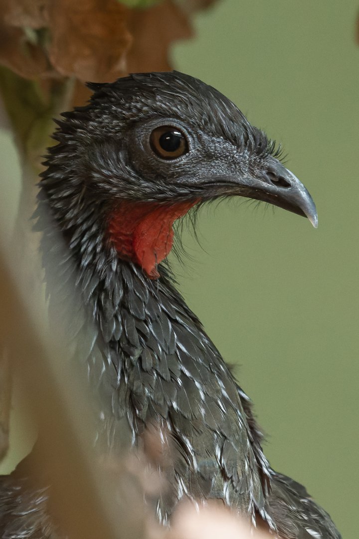 Northern Marail guan (Penelope marail marail)