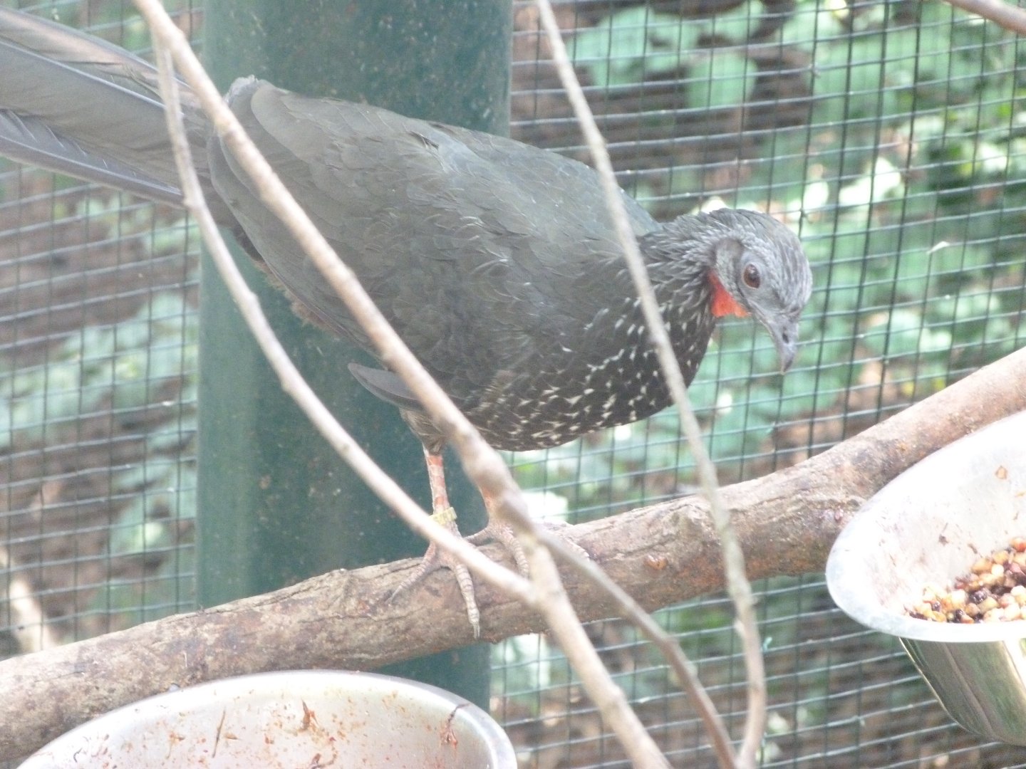 Northern marail guan -Zoo Plzeň (2025)