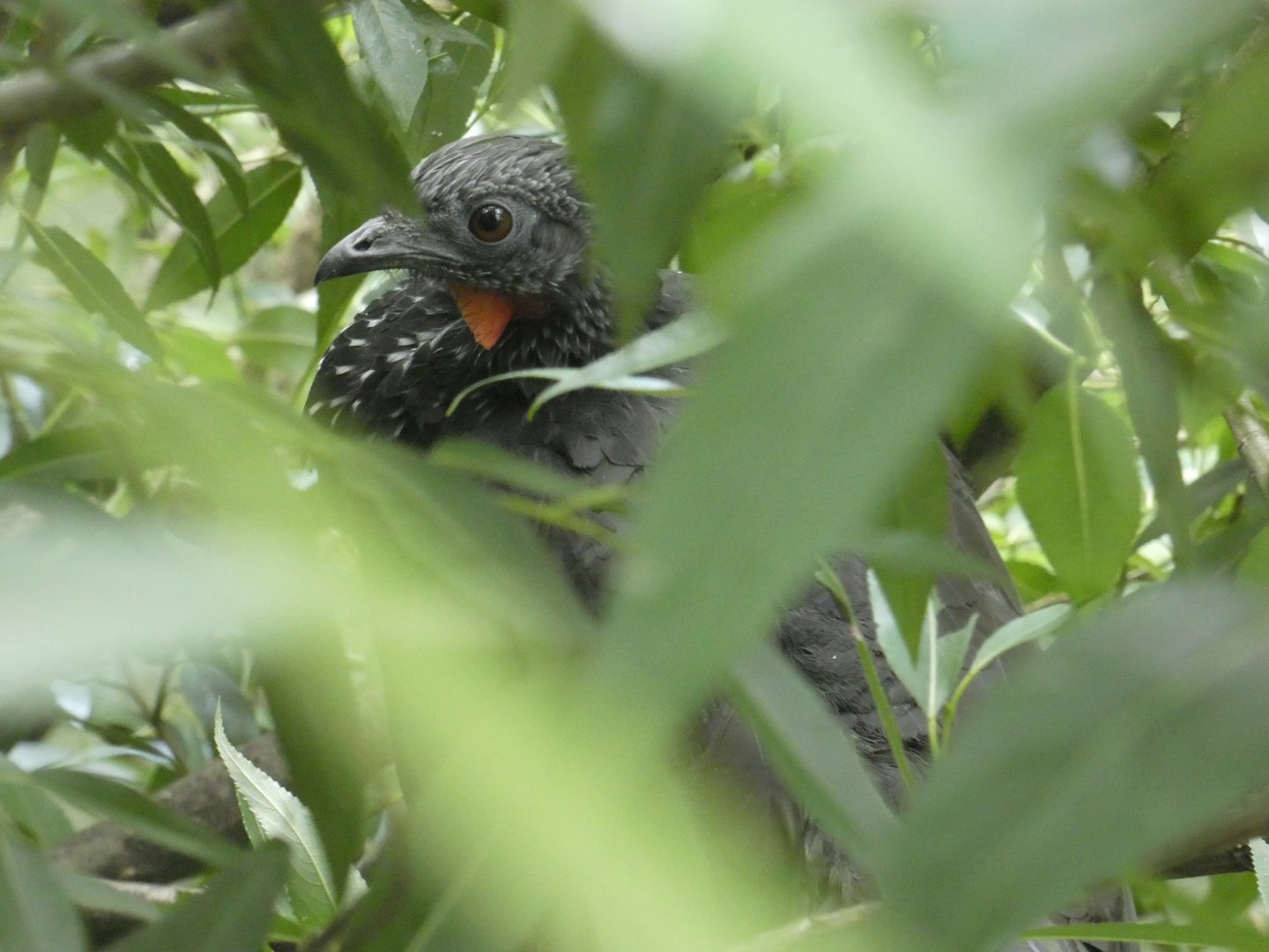 Northern Marail guan