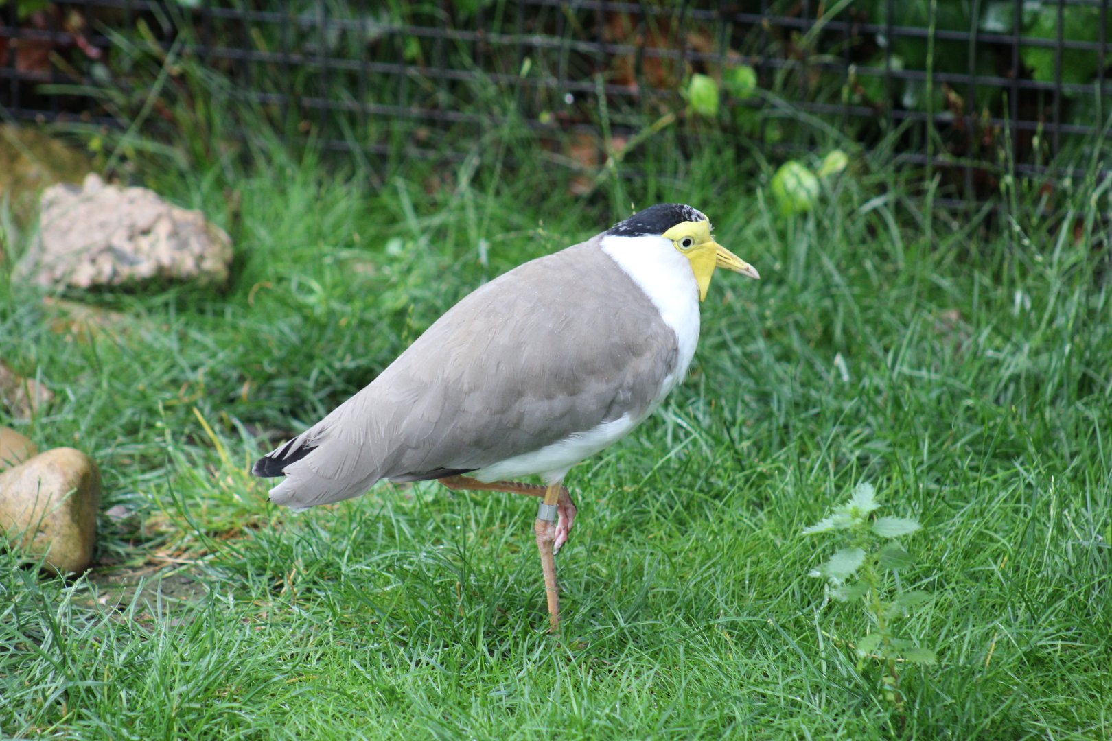 Northern Masked Lapwing